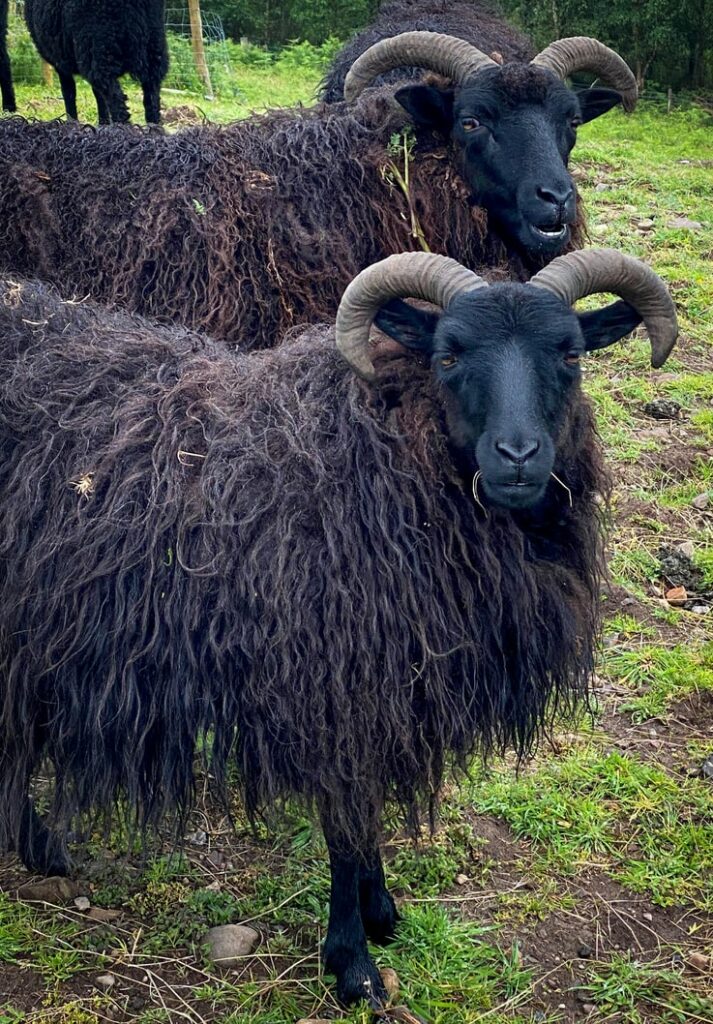Black sheep in Scotland