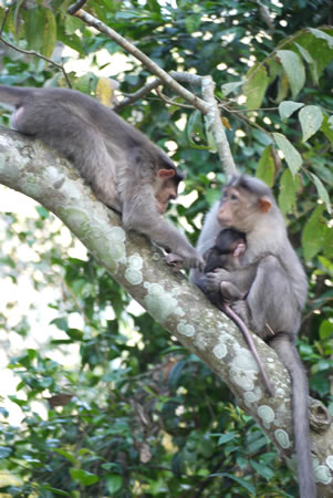 Monkeys near Periyar