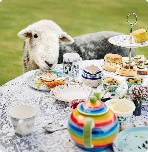 Scotland tea with naughty sheep
