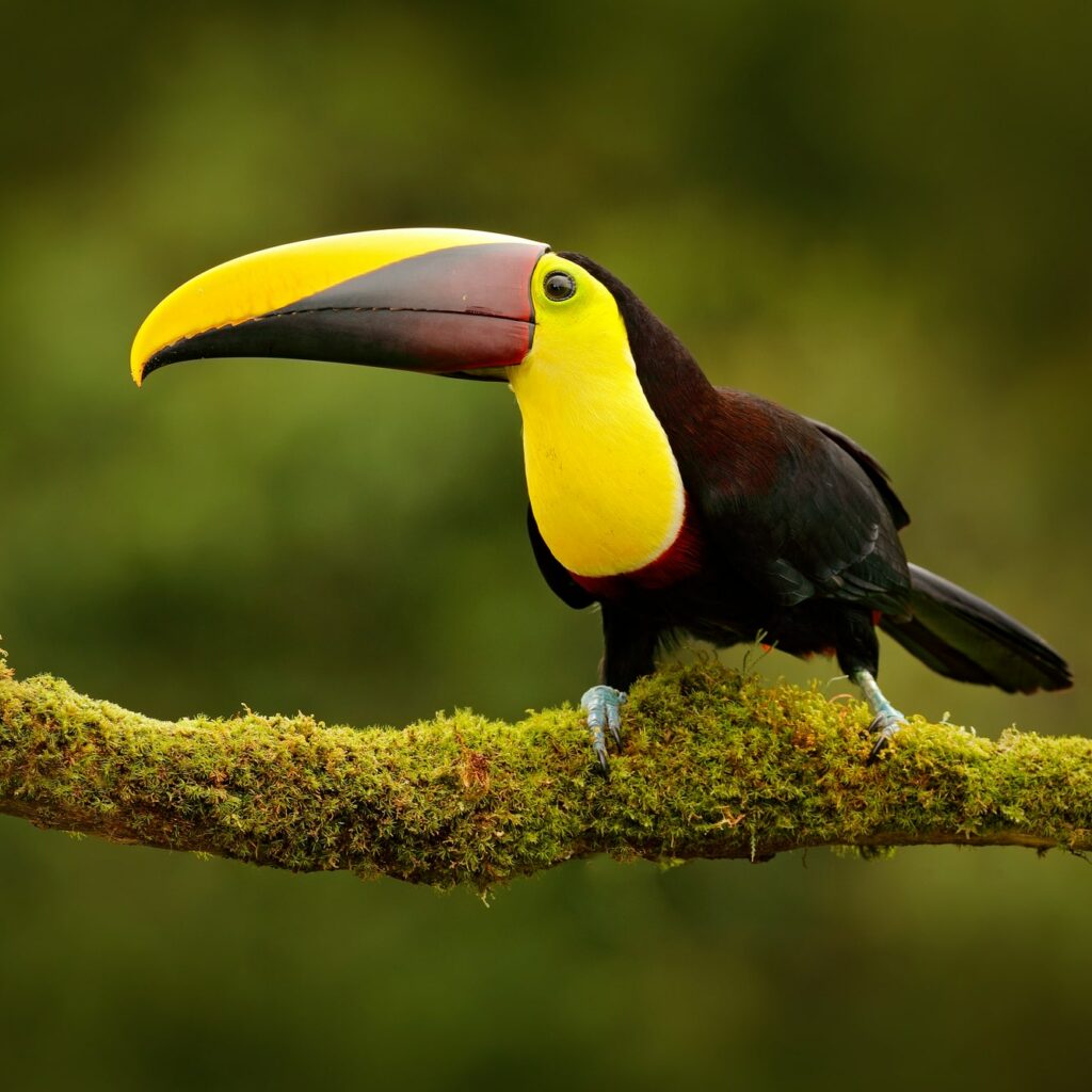 Toucan Peru Amazon
